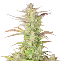 Z-Up Auto - Fast Buds