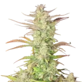 Z-Up Auto by Fast Buds