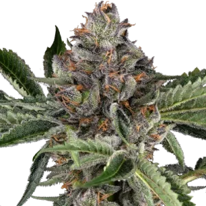 Papaya Jealousy - Sensi Seeds
