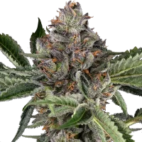 Papaya Jealousy - Sensi Seeds