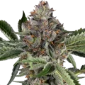 Papaya Jealousy - Sensi Seeds