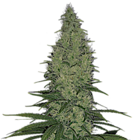 Serious Happiness by Serious Seeds