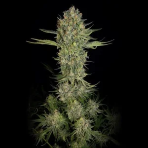 Serious Kush by Serious Seeds