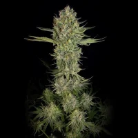 Serious Kush - Serious Seeds