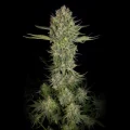 Serious Kush by Serious Seeds