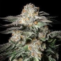 Mint Candy - Silent Seeds