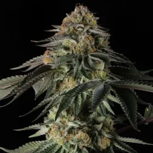 Rainbow Gas by Silent Seeds
