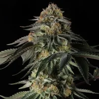 Rainbow Gas - Silent Seeds
