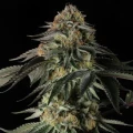 Rainbow Gas by Silent Seeds