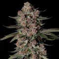 Tropical Jam by Silent Seeds