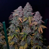 Gorilla Frost - Silent Seeds