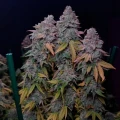 Gorilla Frost - Silent Seeds