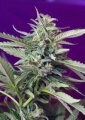 S.A.D. Sweet Afgani Delicious Auto - Sweet Seeds
