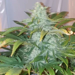 Critical Mango - Silent Seeds