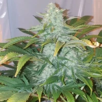 Critical Mango - Silent Seeds