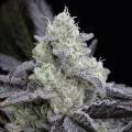 L.A. Vanilla Cake - Silent Seeds