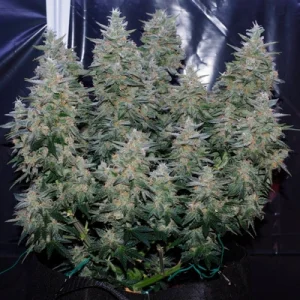 Critical Jack - Silent Seeds