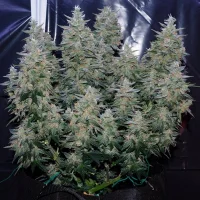 Critical Jack - Silent Seeds