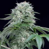 Starfire OG - Silent Seeds