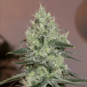 Original Amnesia by Silent Seeds