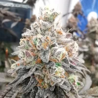 Polar Gelato - Silent Seeds