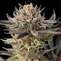 Lemon Tree 2.0 - Silent Seeds