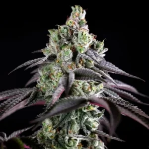 B-45 by Silent Seeds