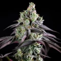 B-45 by Silent Seeds