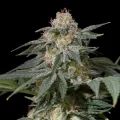 Lemon Tree Fast - Silent Seeds