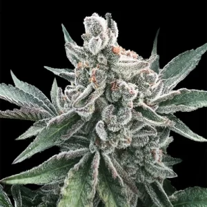 Polar Gelato Auto by Silent Seeds