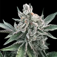 Polar Gelato Auto by Silent Seeds