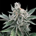 Polar Gelato Auto by Silent Seeds