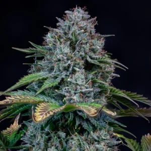 Creme de la Chem Auto by Mephisto Genetics
