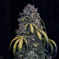 Super Orange Haze Auto - Mephisto Genetics