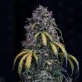 Super Orange Haze Auto - Mephisto Genetics