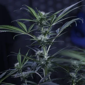 3 Bears OG Auto by Mephisto Genetics