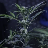 3 Bears OG Auto - Mephisto Genetics