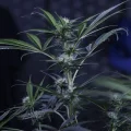 3 Bears OG Auto by Mephisto Genetics