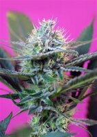 Speed + Auto Feminised Seeds