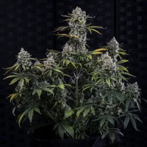 HubbaBubbaHaze Auto - Mephisto Genetics
