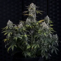 HubbaBubbaHaze Autoby Mephisto Genetics