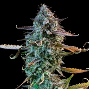 Mango Smile Auto by Mephisto Genetics