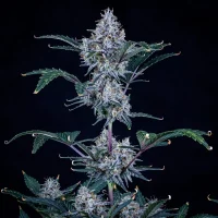 Sundae Thumper Auto - Mephisto Genetics