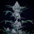 Sundae Thumper Auto - Mephisto Genetics