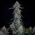 Forum Stomper Auto by Mephisto Genetics