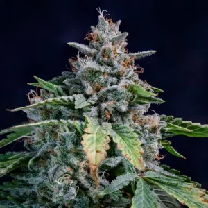 Walter White Auto - Mephisto Genetics