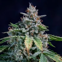 Walter White Auto - Mephisto Genetics