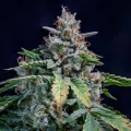 Walter White Auto - Mephisto Genetics