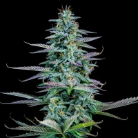 Strawberry Nuggets Auto - Mephisto Genetics