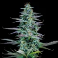Strawberry Nuggets Auto - Mephisto Genetics